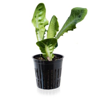 DONICZKI DO SADZENIA ROŚLIN 60 SZT DONICZKA KRATOWA DO HYDROPONIKI BITUXX