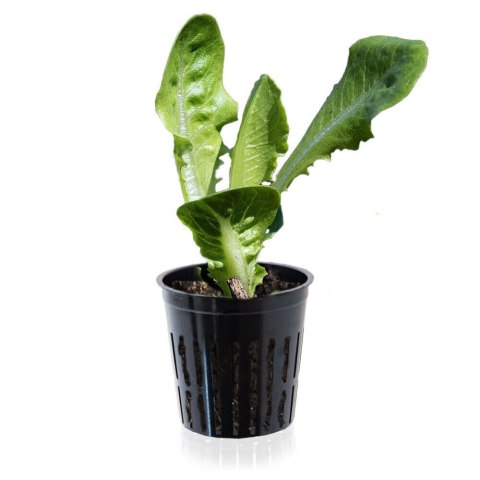 DONICZKI DO SADZENIA ROŚLIN 60 SZT DONICZKA KRATOWA DO HYDROPONIKI BITUXX